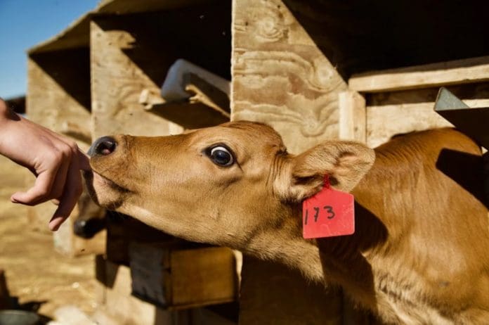 Cow pic