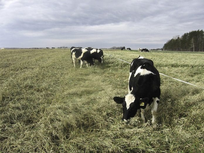 Dairy Cows_1